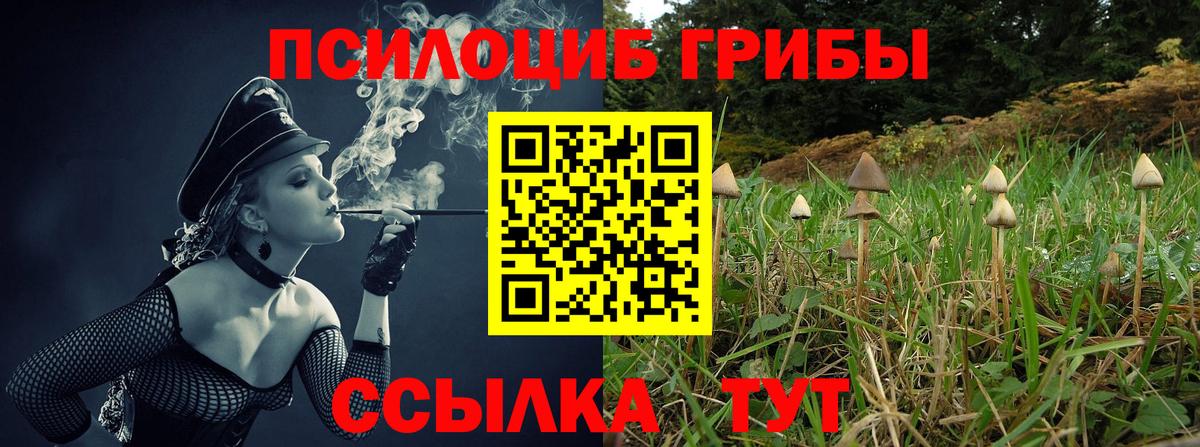 Псилоцибиновые грибы Psilocybe  Псилоцибиновые грибы прущие грибы  Гусиноозёрск 